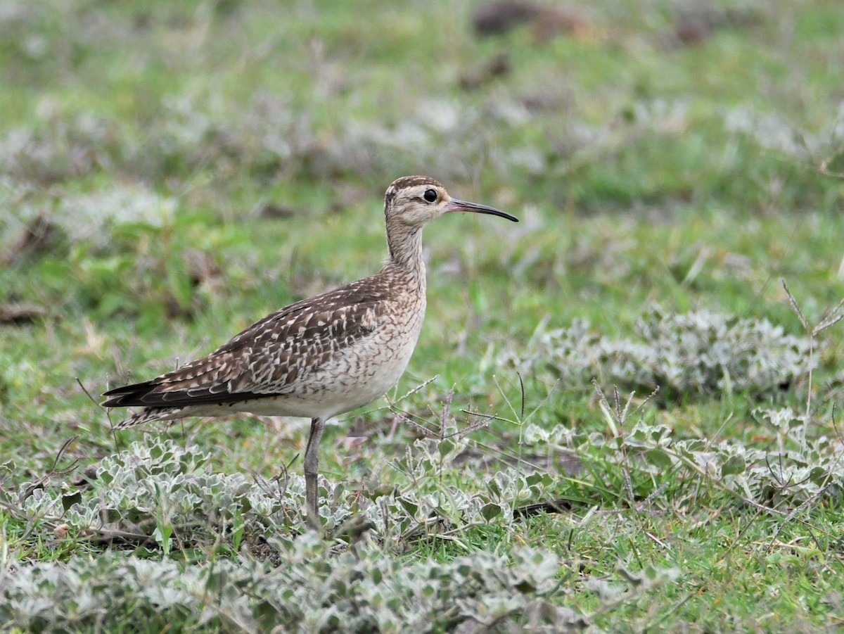 Little Curlew - Michael Daley
