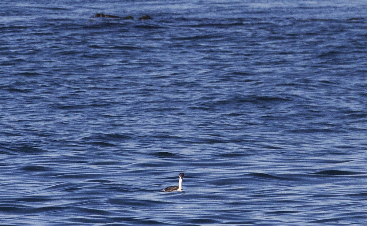 Western Grebe - ML185374261