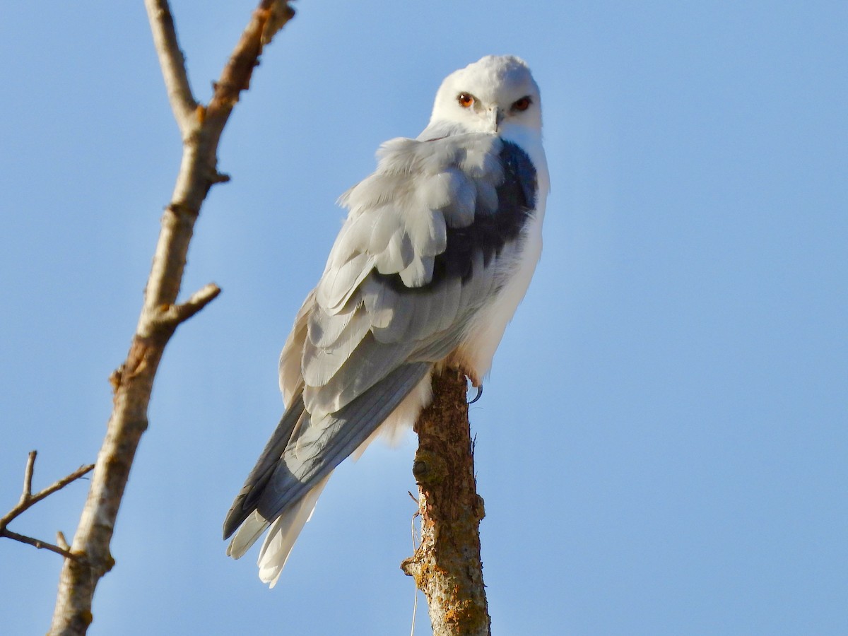 White-tailed Kite - ML185374921