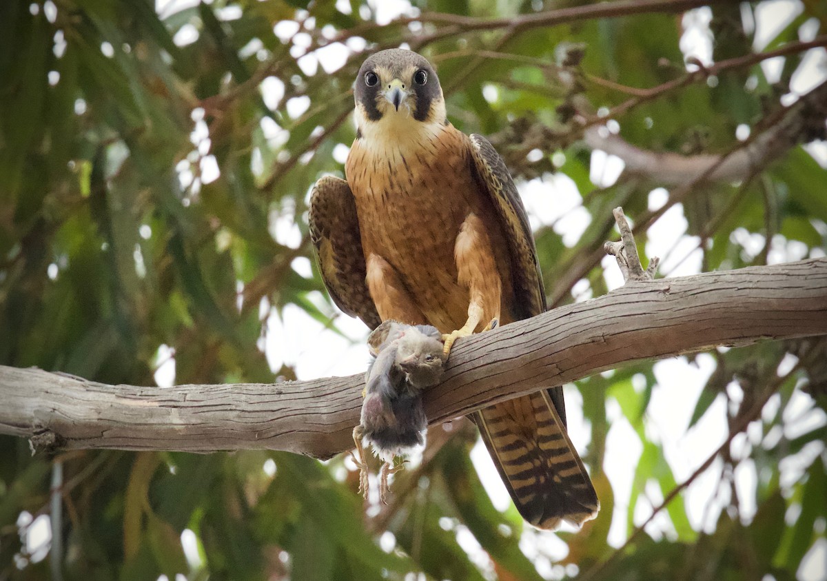 Alcotán Australiano - ML185375291