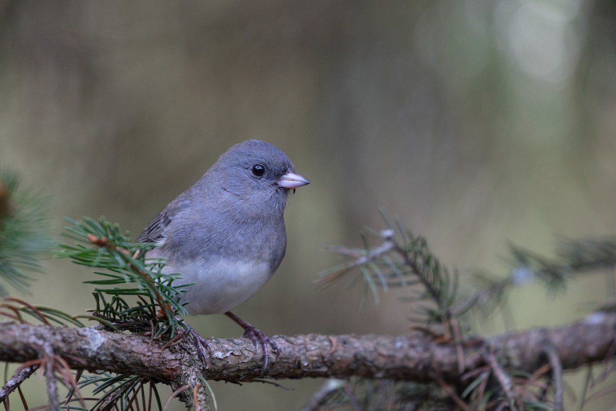 Dark-eyed Junco (Slate-colored) - ML185375581