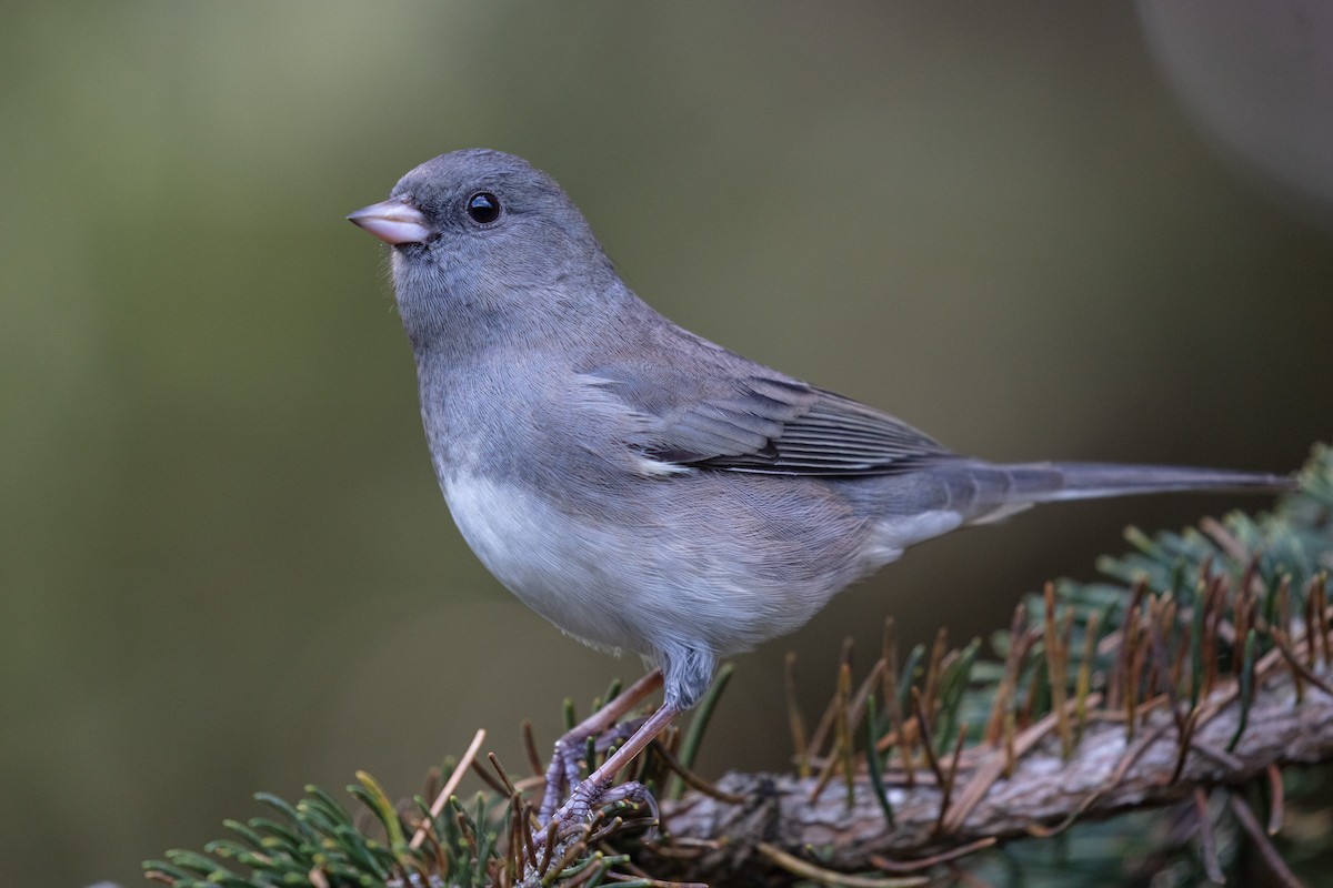 Dark-eyed Junco (Slate-colored) - ML185375591