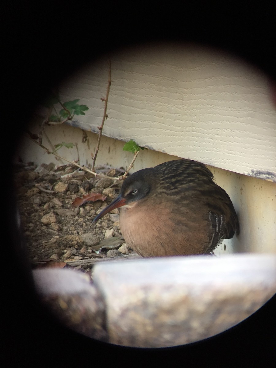 Virginia Rail - ML185375941