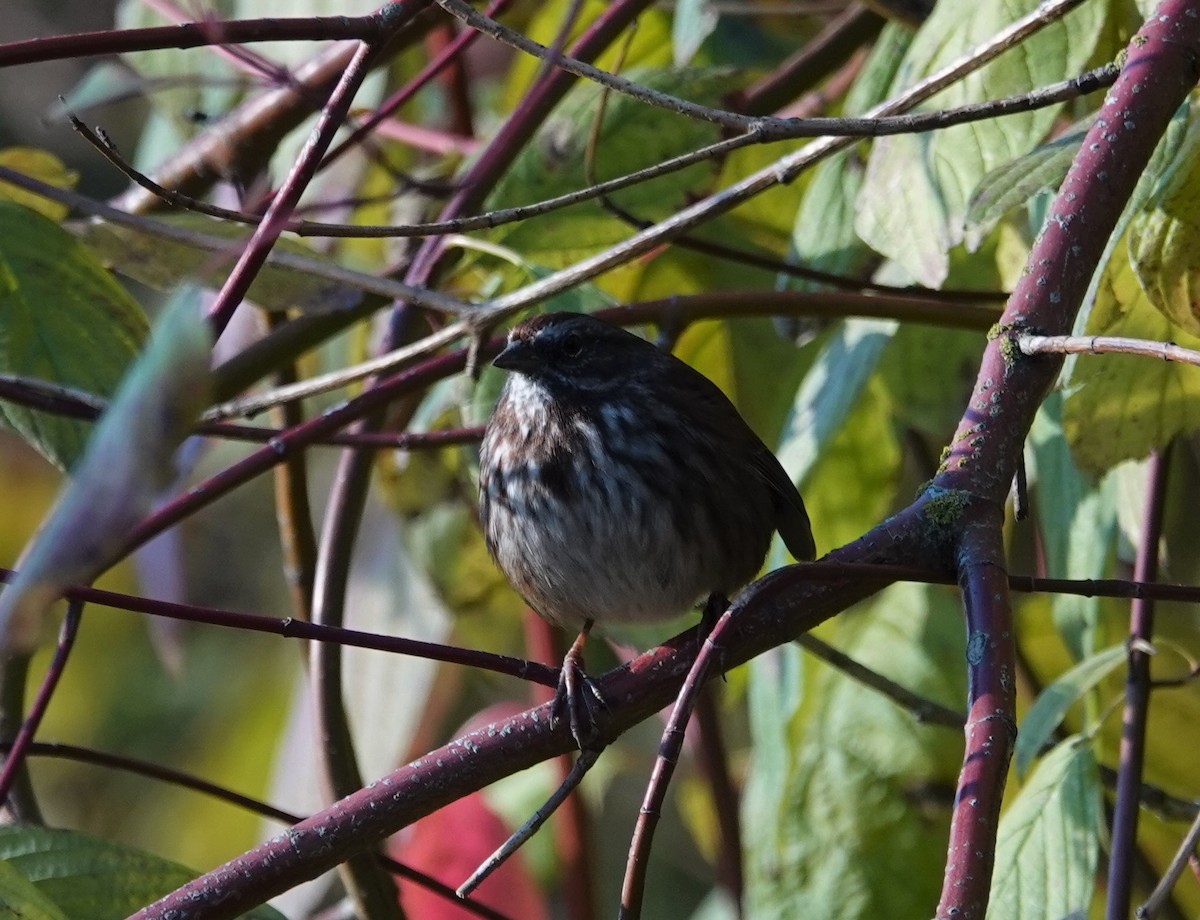 Song Sparrow - Aleks & Danielle Weir