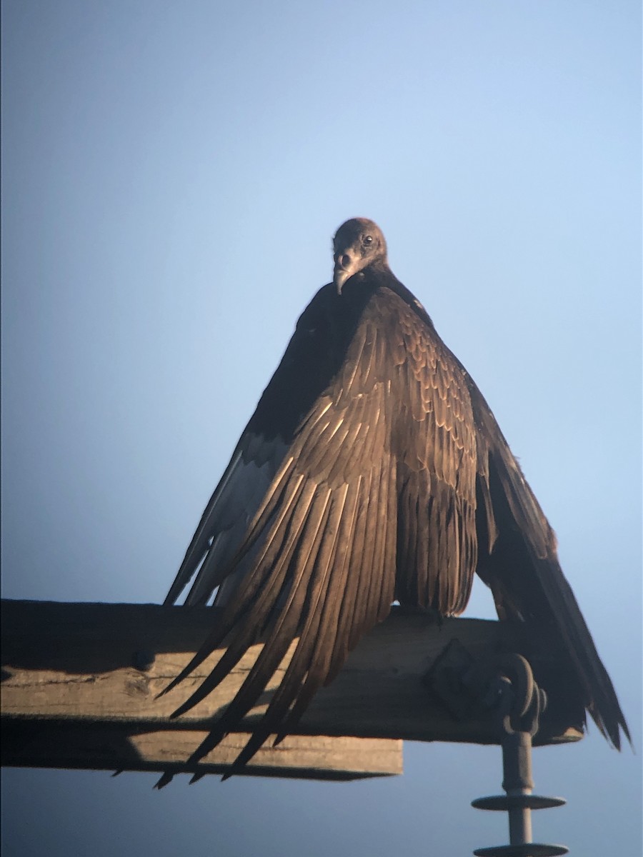 Black Vulture - ML185379951