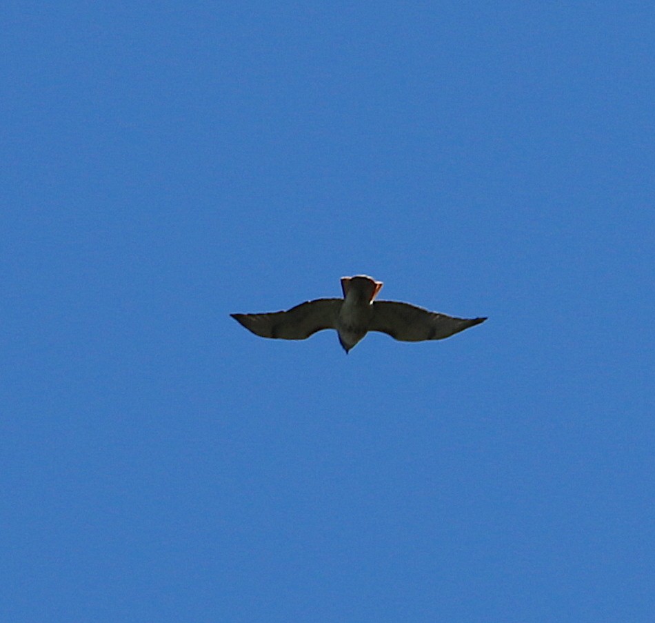 Red-tailed Hawk - ML185380681