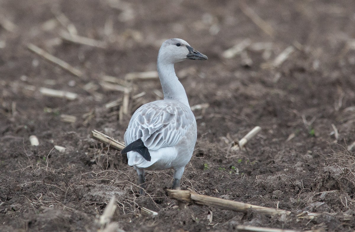 Snow Goose - Joel Strong