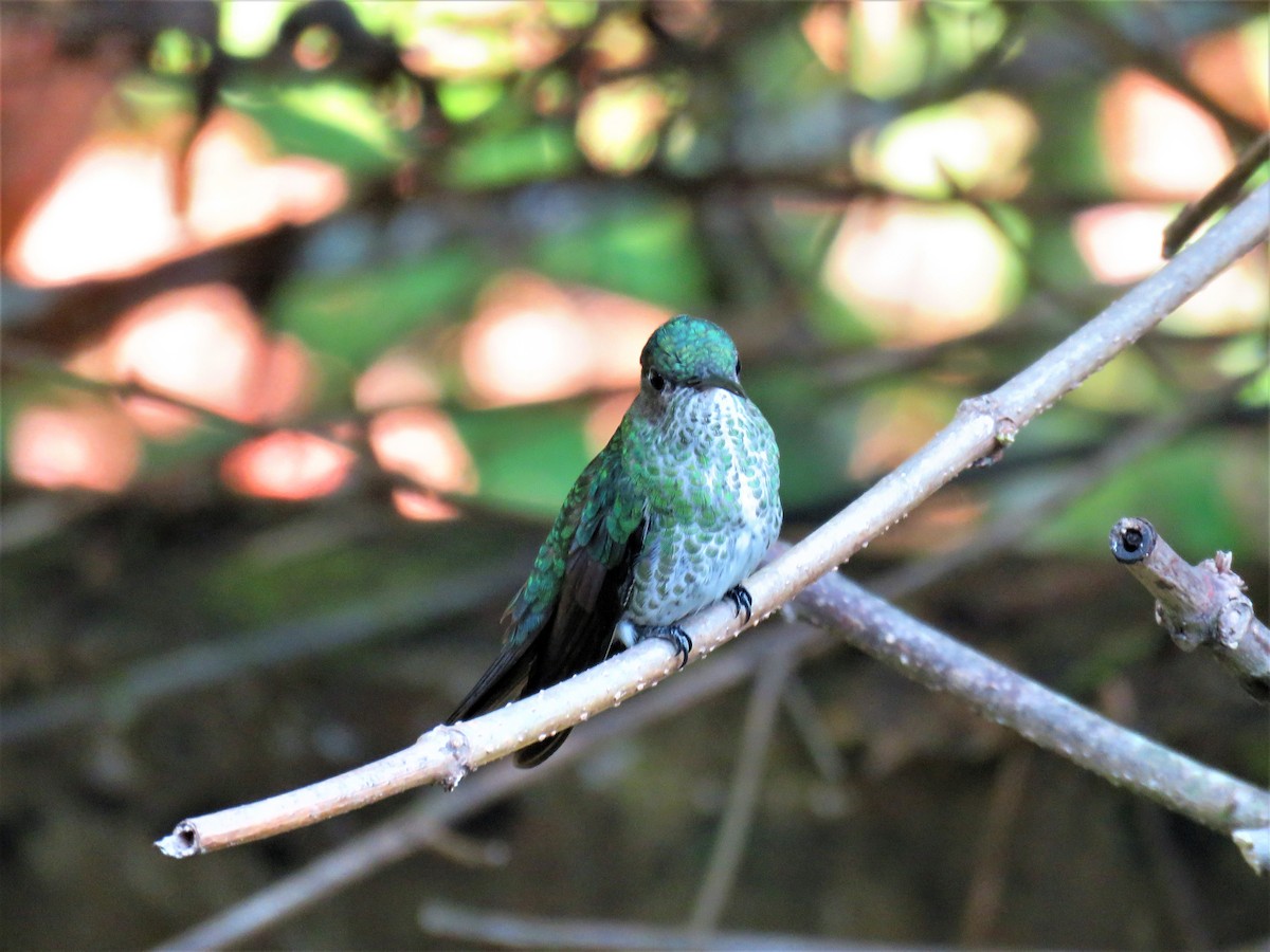 Many-spotted Hummingbird - ML185382101