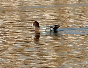 Eurasian Wigeon - ML185382531