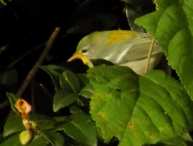 Northern Parula - ML185383701