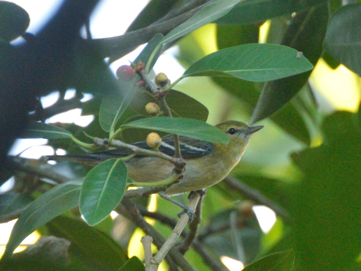 Braunkehl-Waldsänger - ML185383761