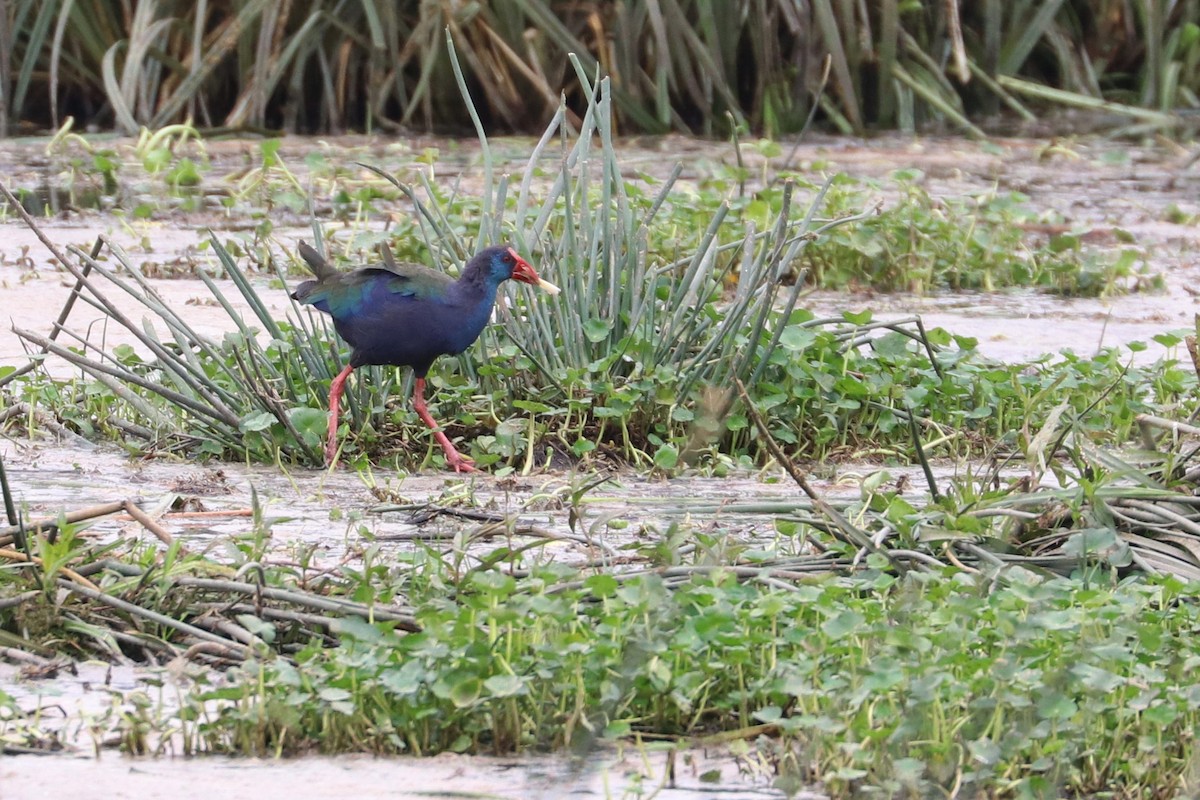 African Swamphen - ML185385851