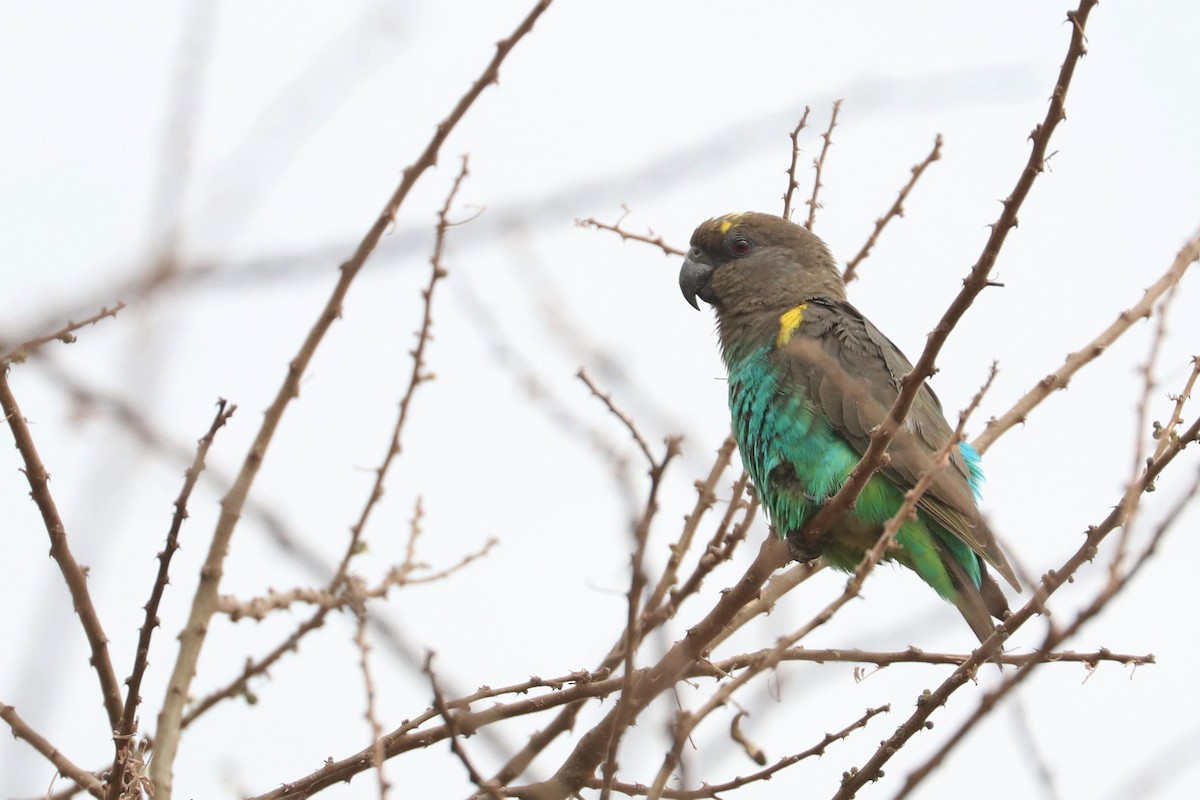 Meyer's Parrot - Julien Lamouroux