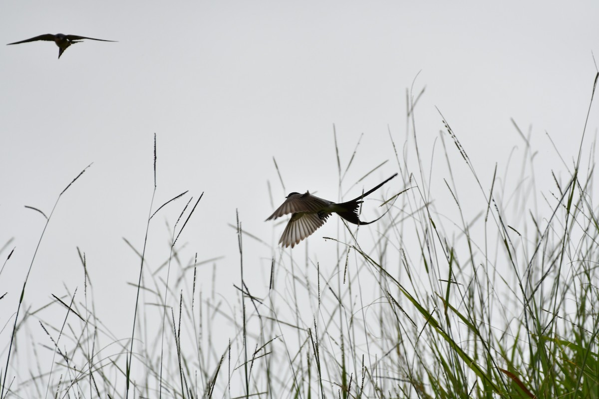 Fork-tailed Flycatcher - Rigo Pereira