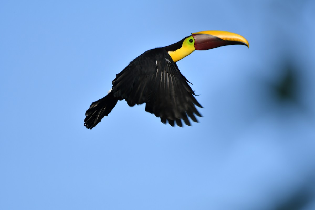 Yellow-throated Toucan - ML185389871