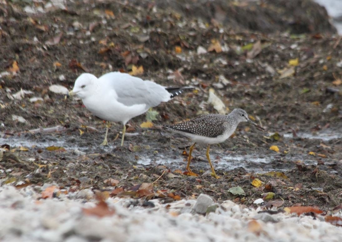 Greater Yellowlegs - 🦅 ꙅɒᴎoɔiʜƆ ʏɔɒɿT 🦃