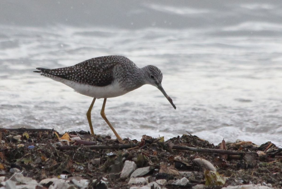 Greater Yellowlegs - 🦅 ꙅɒᴎoɔiʜƆ ʏɔɒɿT 🦃