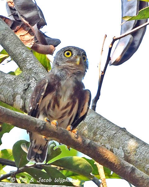 Amazonian Pygmy-Owl - ML185390831
