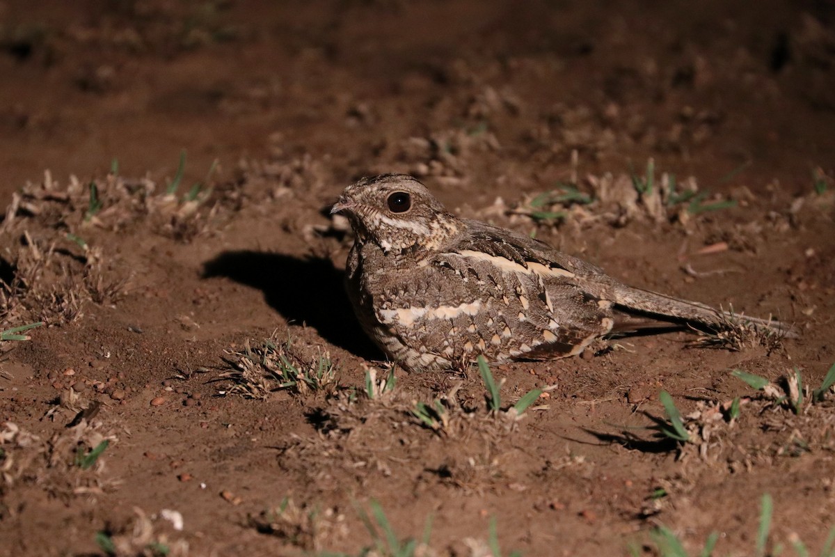 Slender-tailed Nightjar - Julien Lamouroux