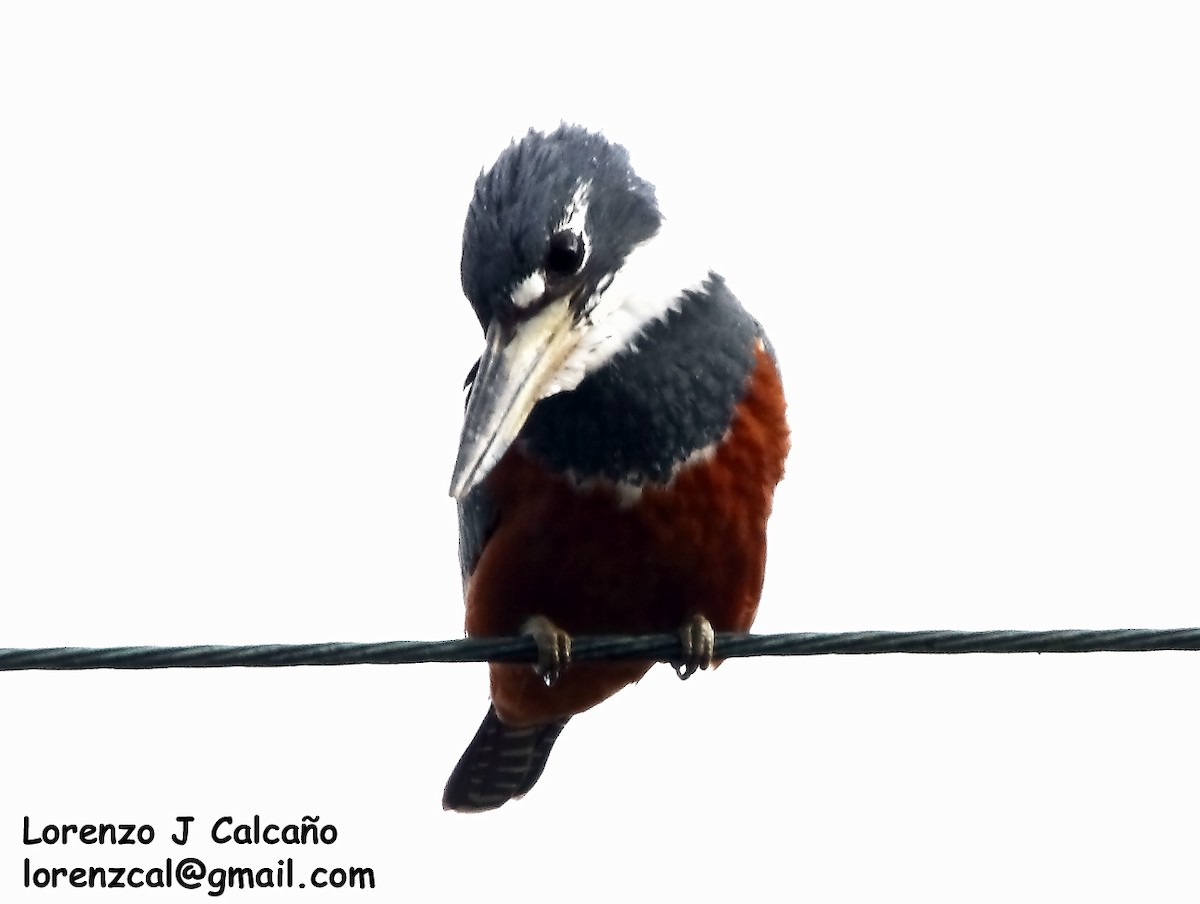 Ringed Kingfisher - ML185392171