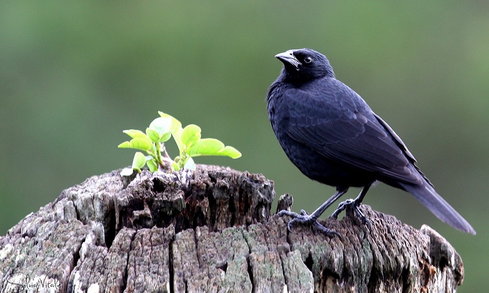 Chopi Blackbird - ML185393721