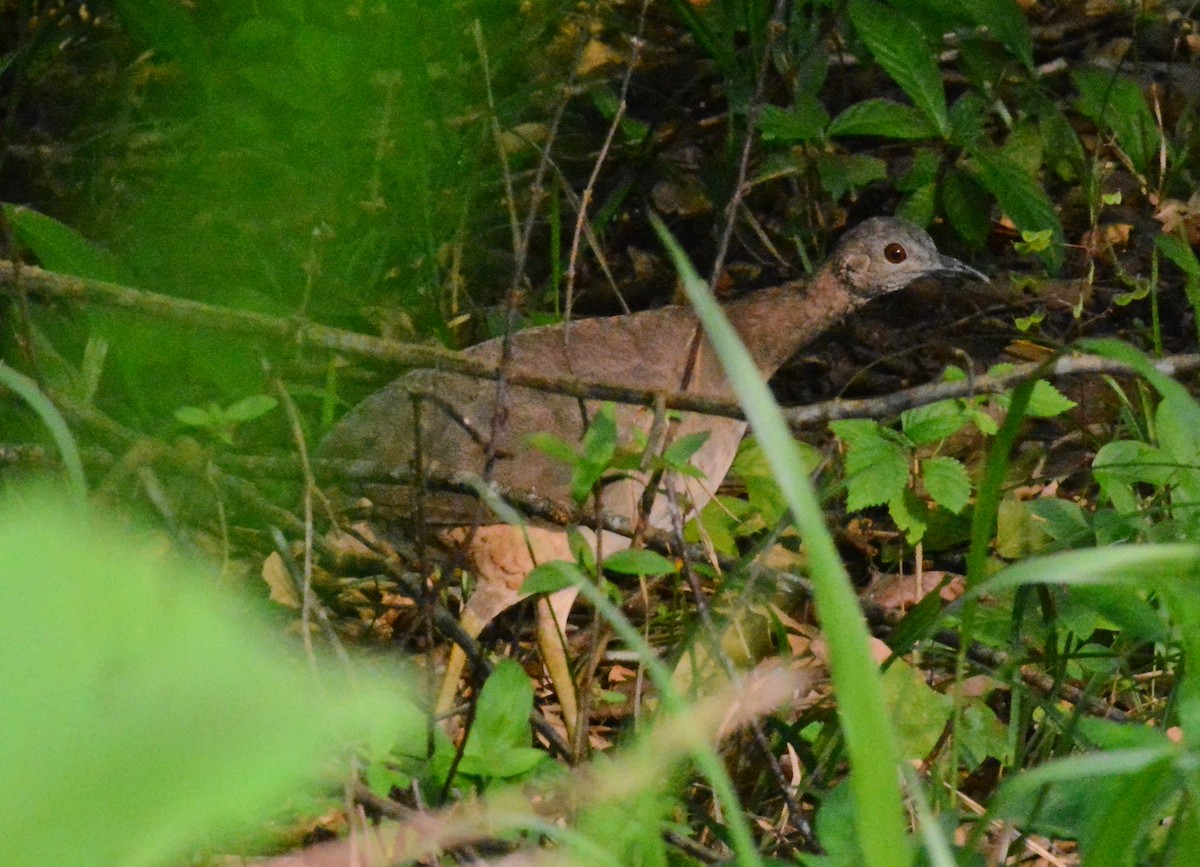 Undulated Tinamou - Anderson  Sandro