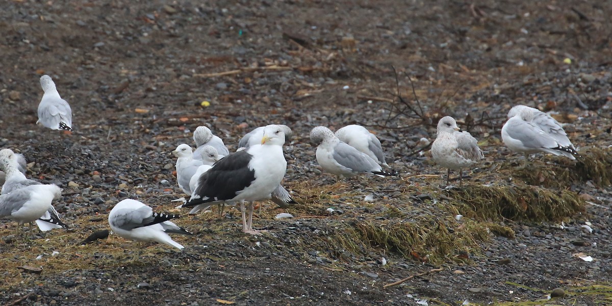 Great Black-backed Gull - ML185394181