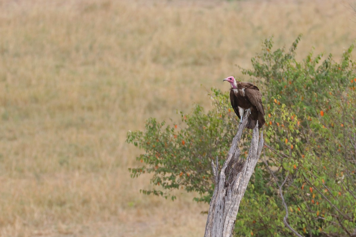 Hooded Vulture - ML185394781