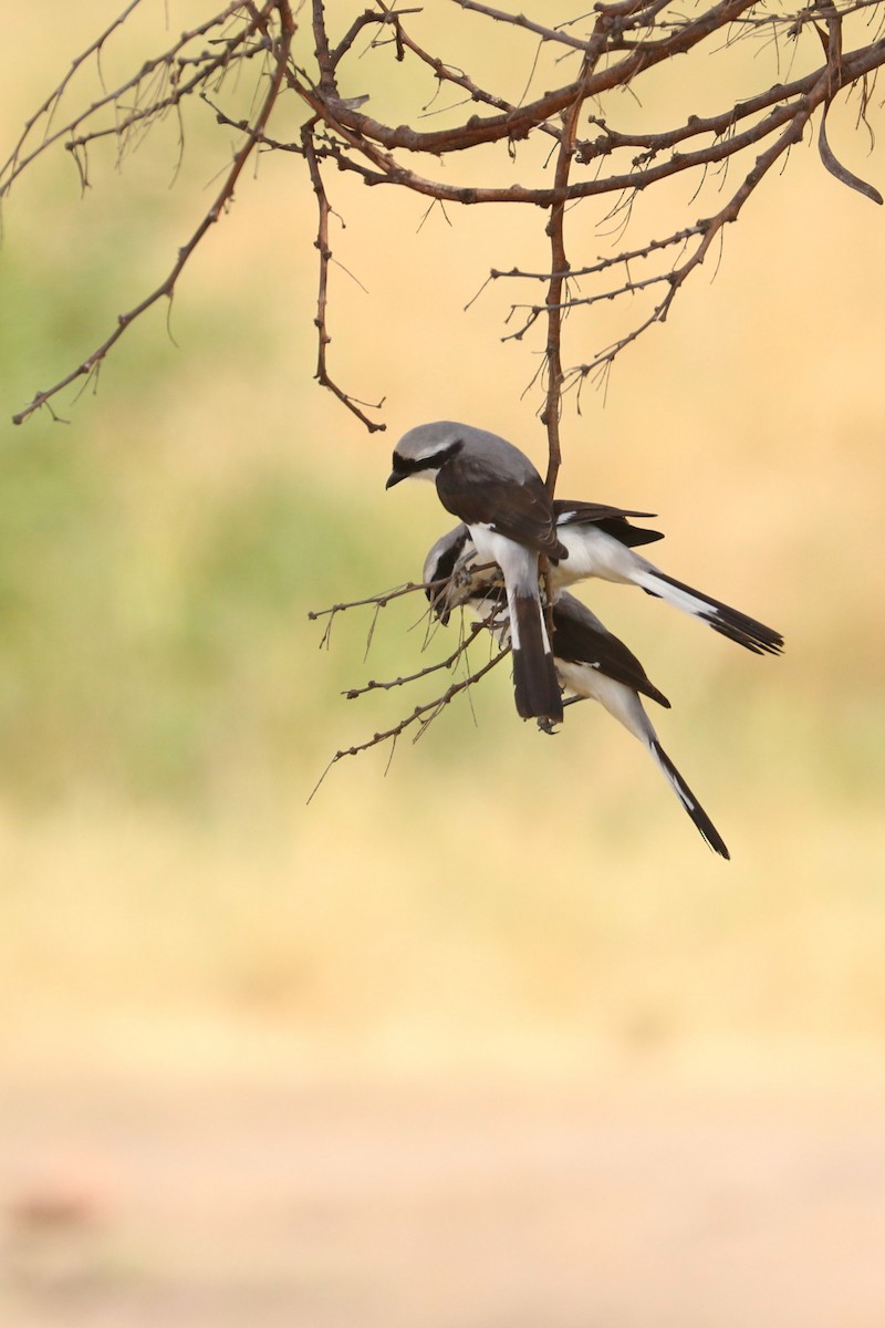 Gray-backed Fiscal - Julien Lamouroux
