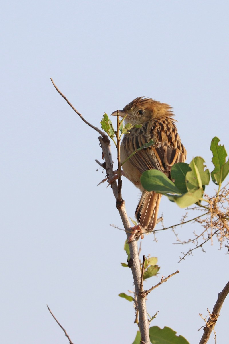 Croaking Cisticola - ML185395391