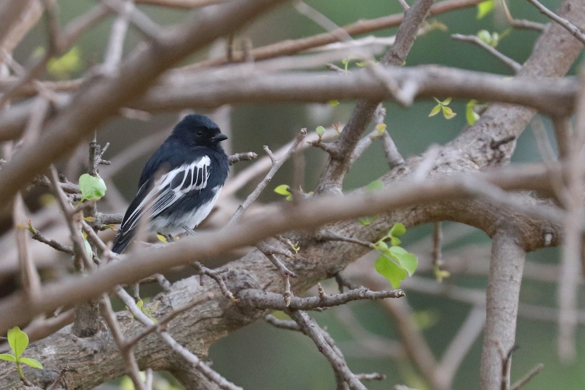 Mésange à ventre blanc - ML185395411