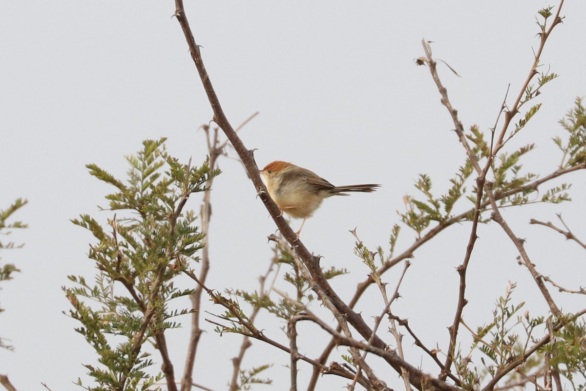 Tabora Cisticola - ML185395441