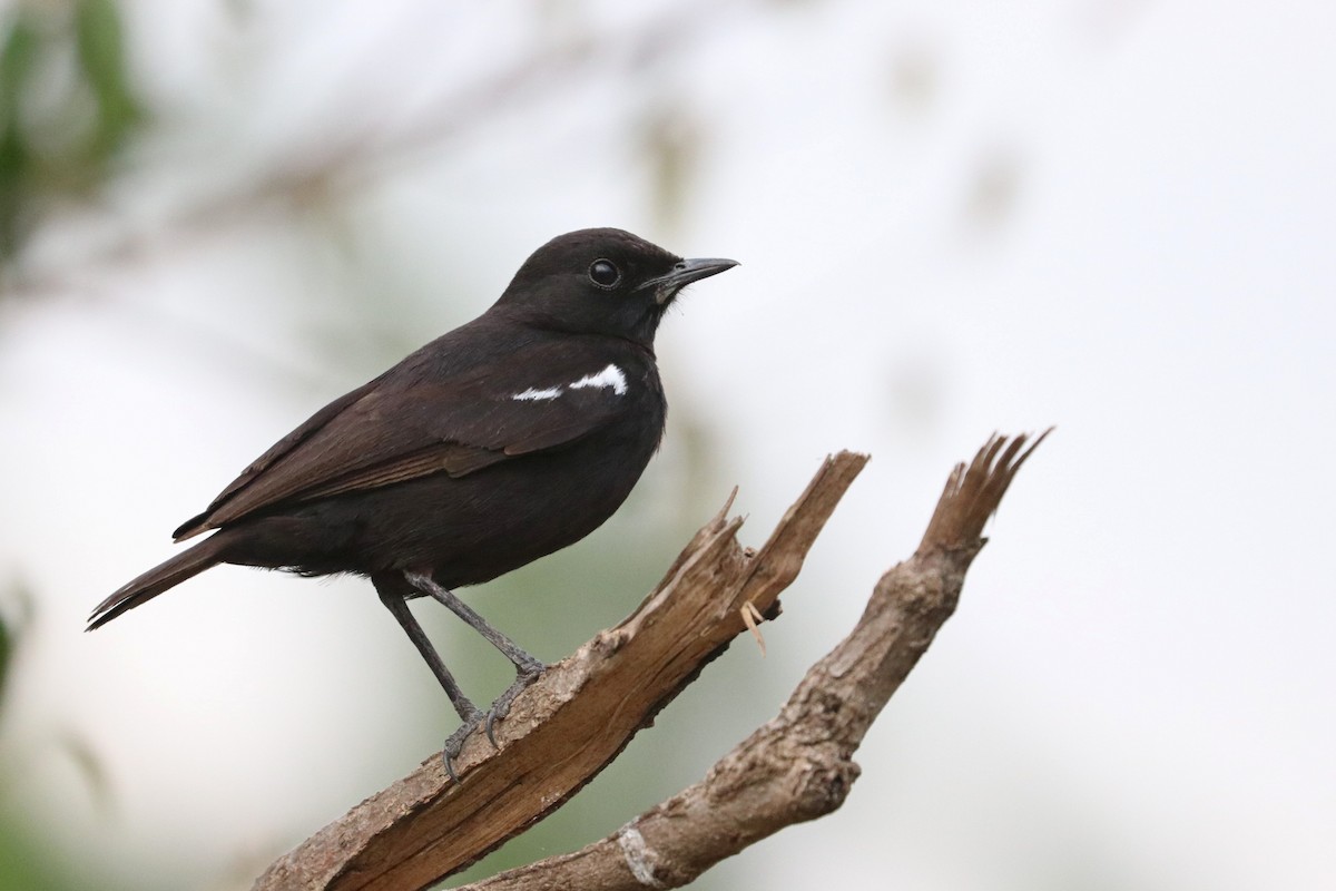 Sooty Chat - Julien Lamouroux