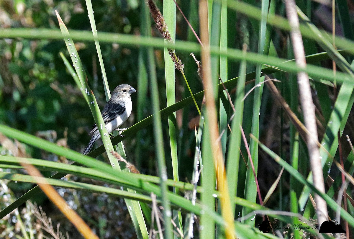 Chestnut-throated Seedeater - ML185397501