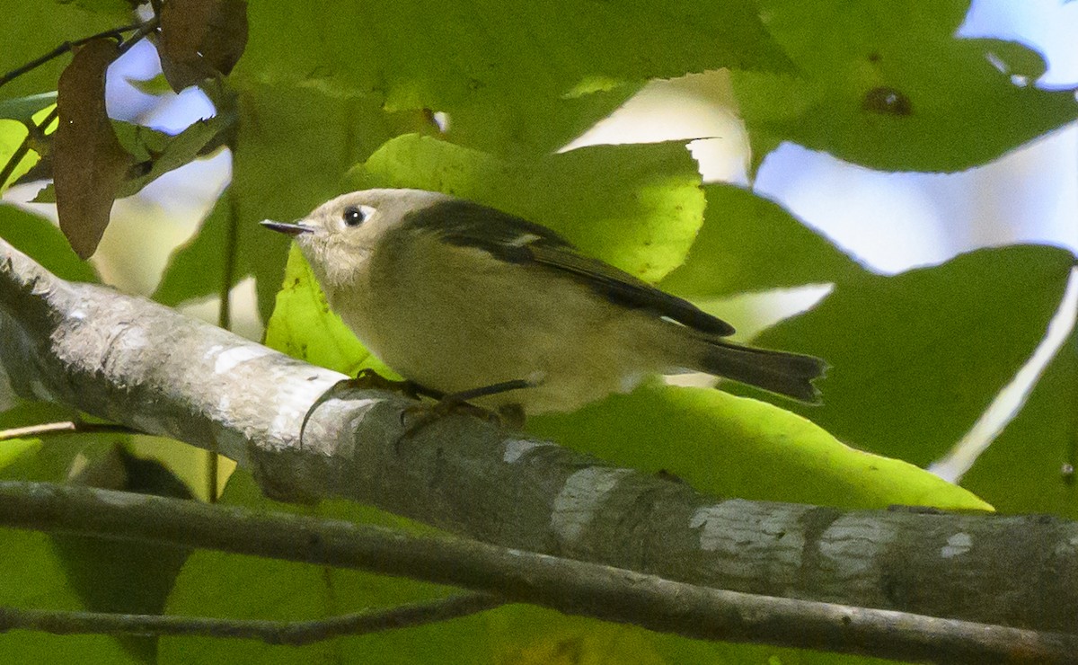 Ruby-crowned Kinglet - ML185398521