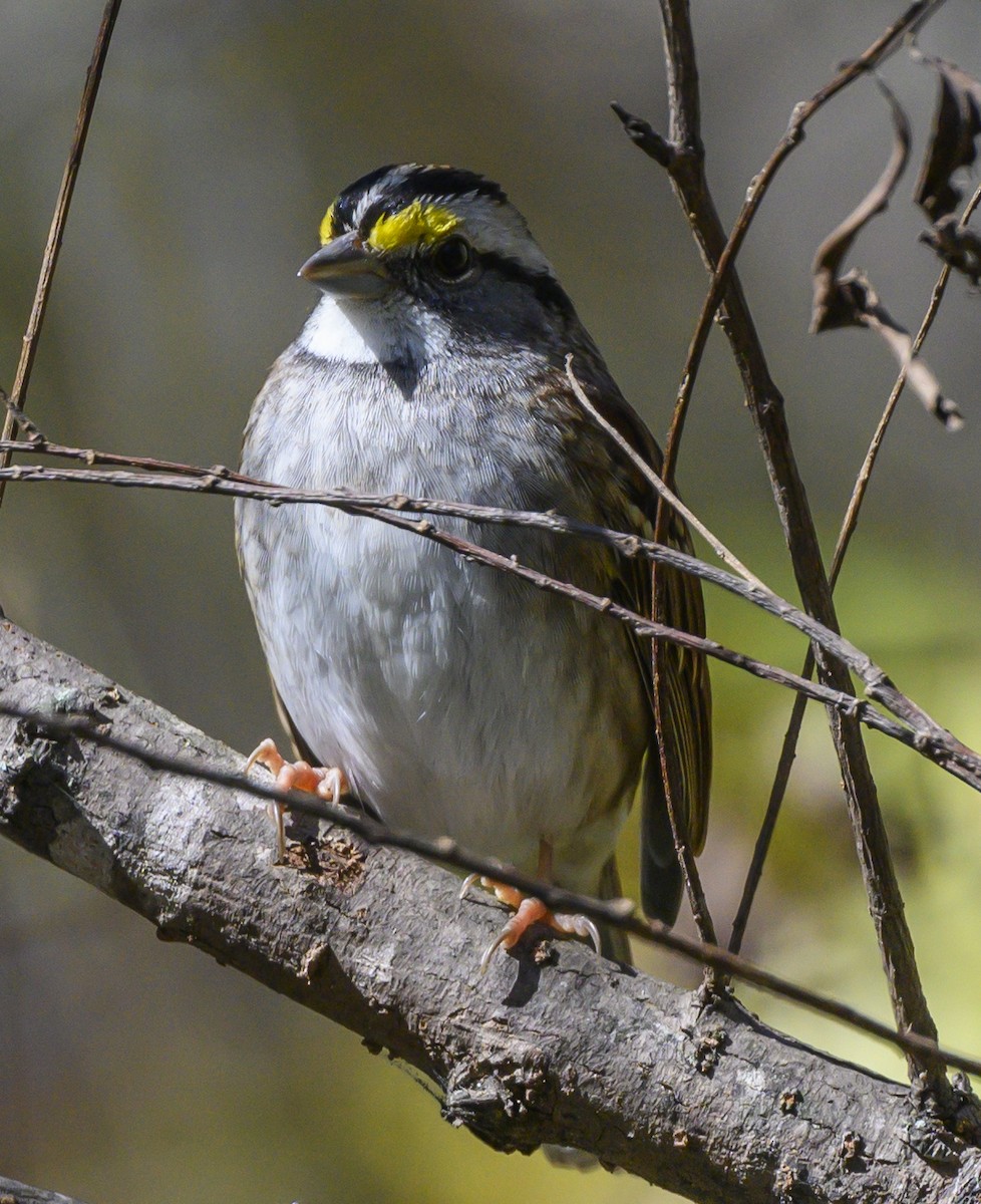 White-throated Sparrow - ML185398561