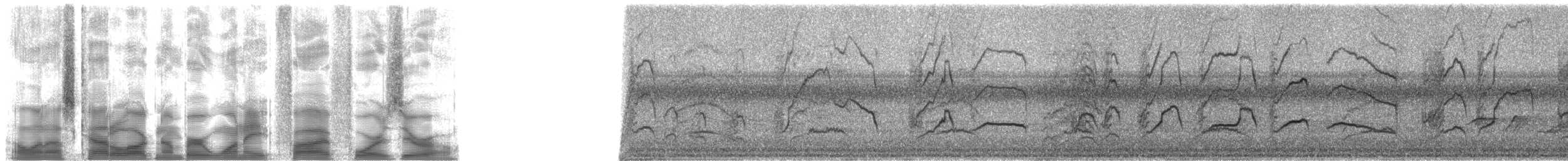 Short-tailed Drongo - ML18540