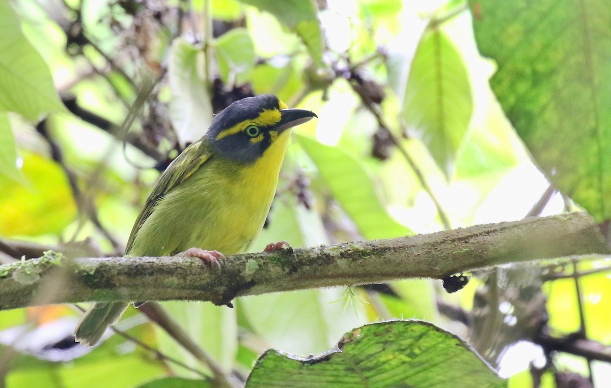 Schieferkopfvireo - ML185400741