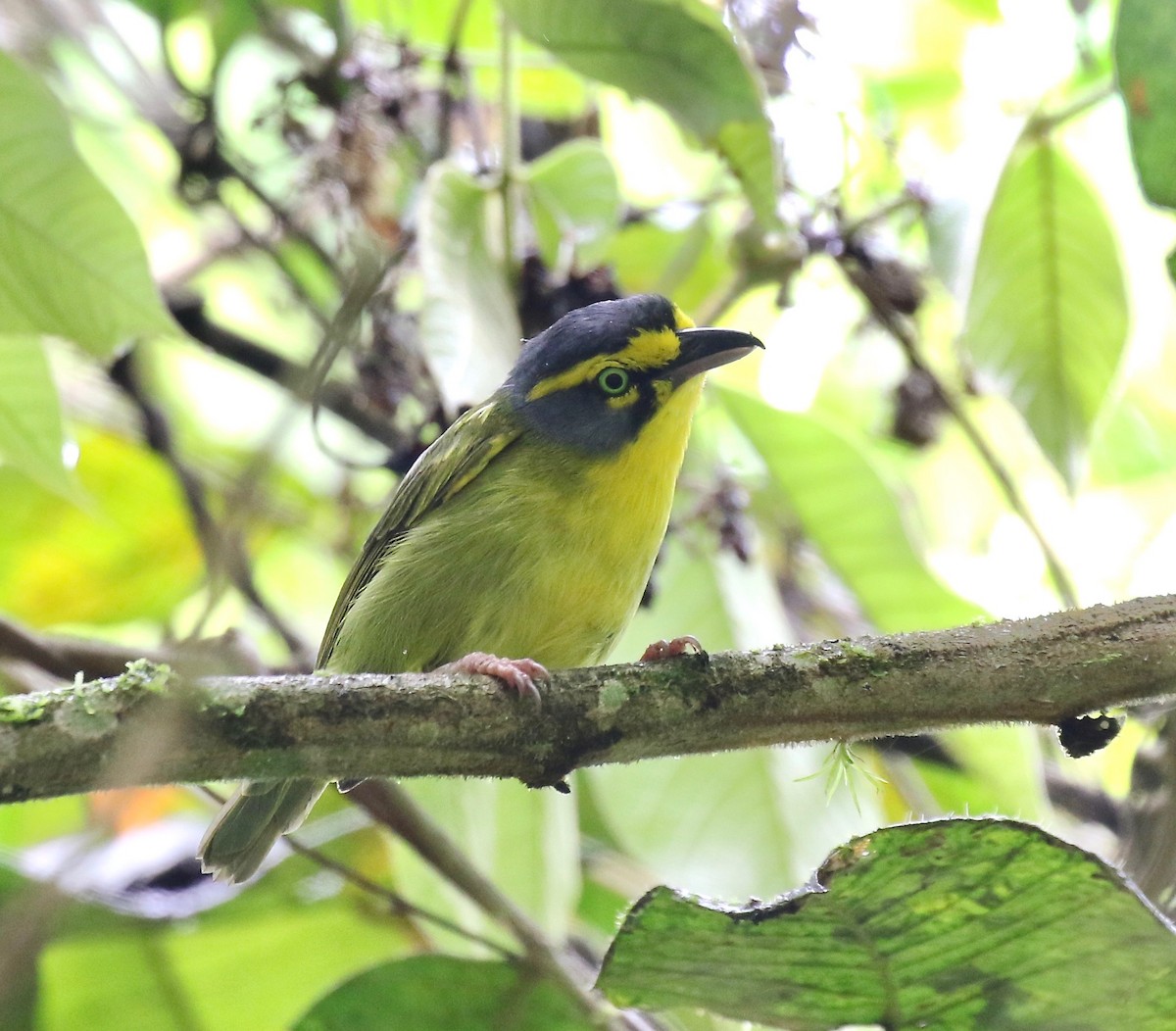 Schieferkopfvireo - ML185400751