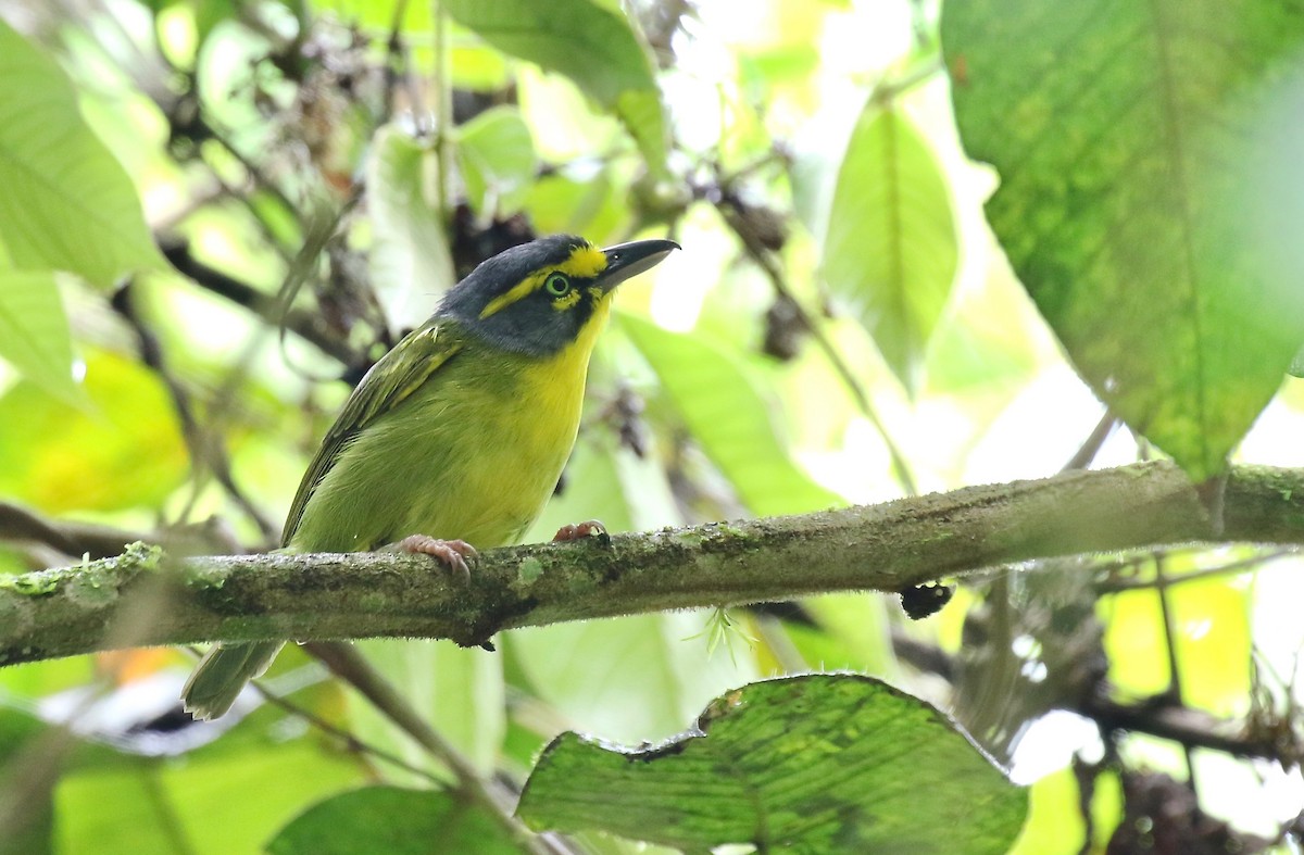 Schieferkopfvireo - ML185400761