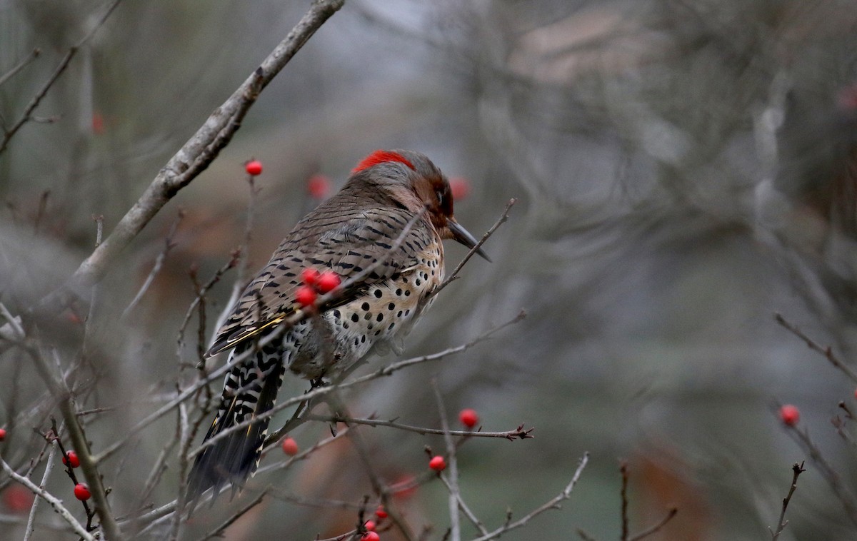 Northern Flicker (Yellow-shafted) - ML185401351