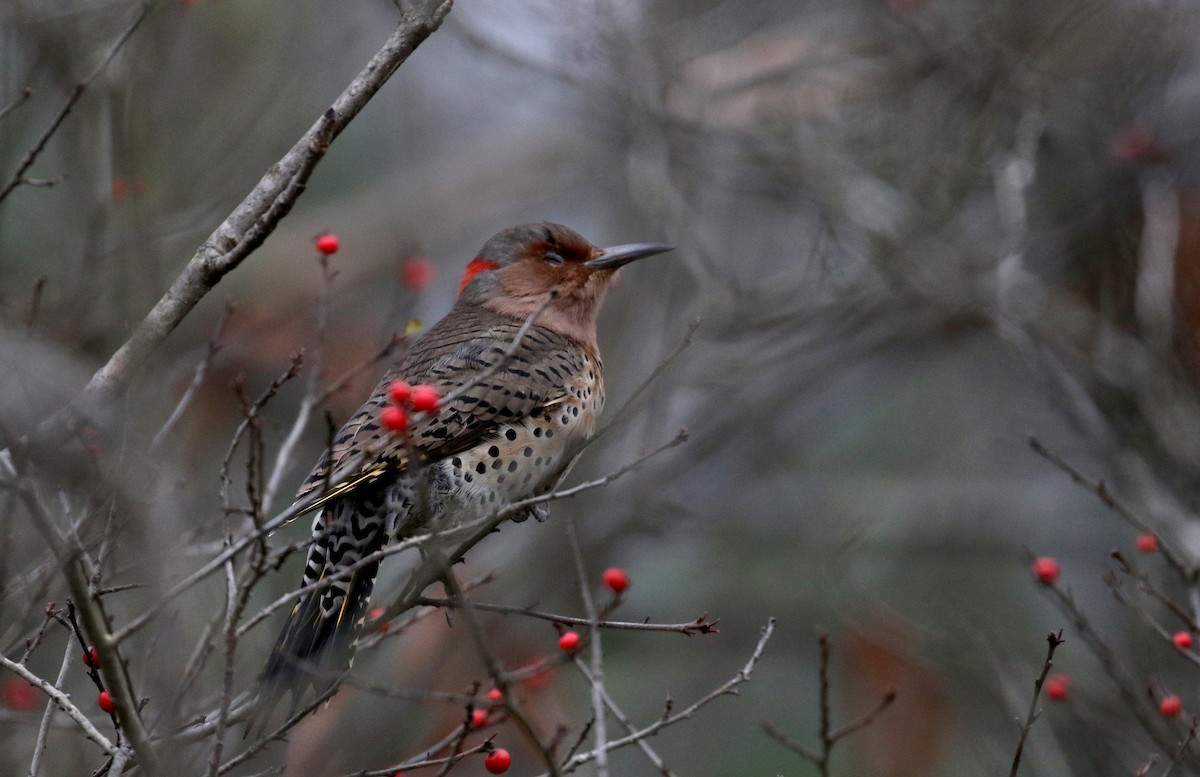 Northern Flicker (Yellow-shafted) - ML185401361
