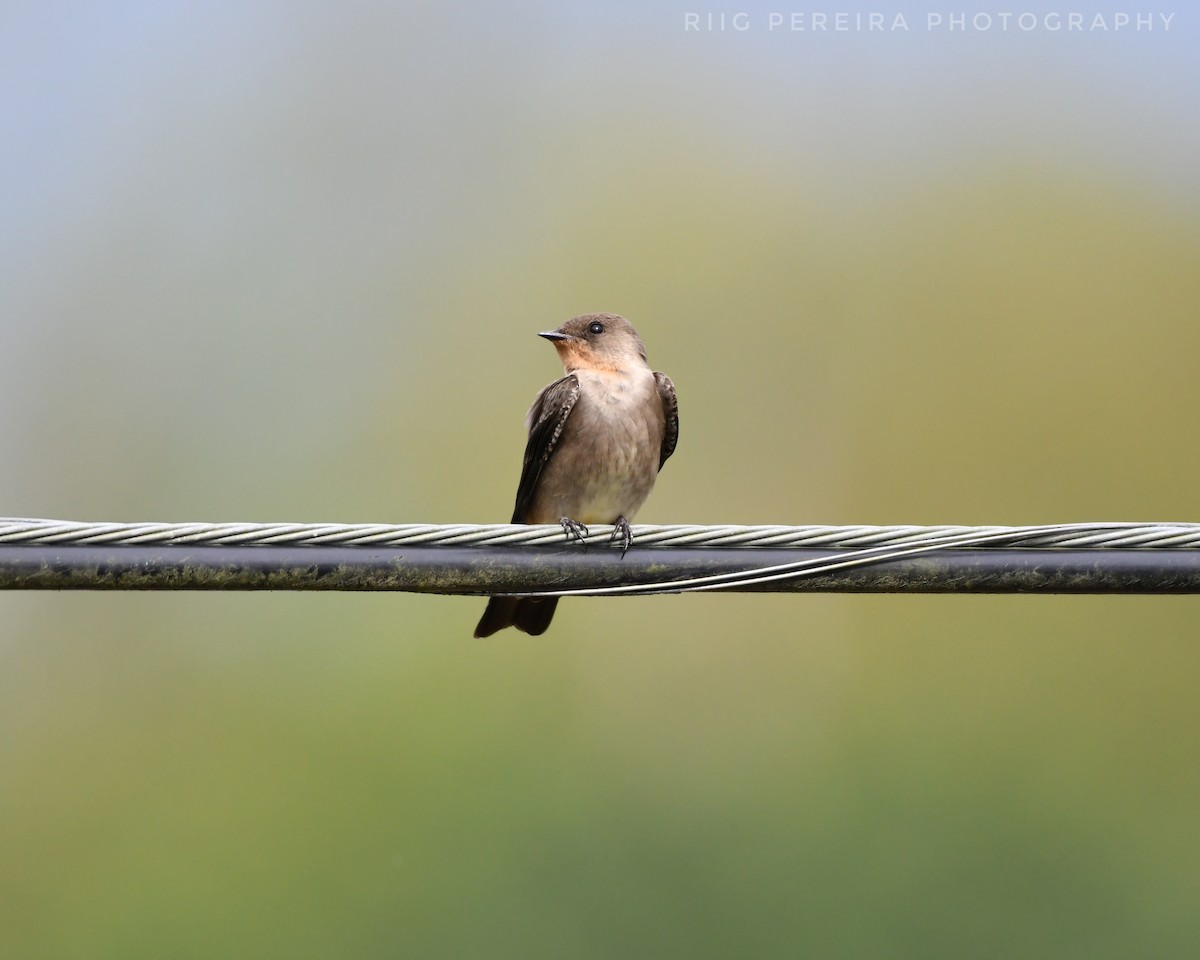 Southern Rough-winged Swallow - Rigo Pereira