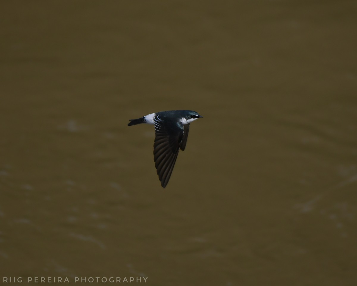 Mangrove Swallow - Rigo Pereira