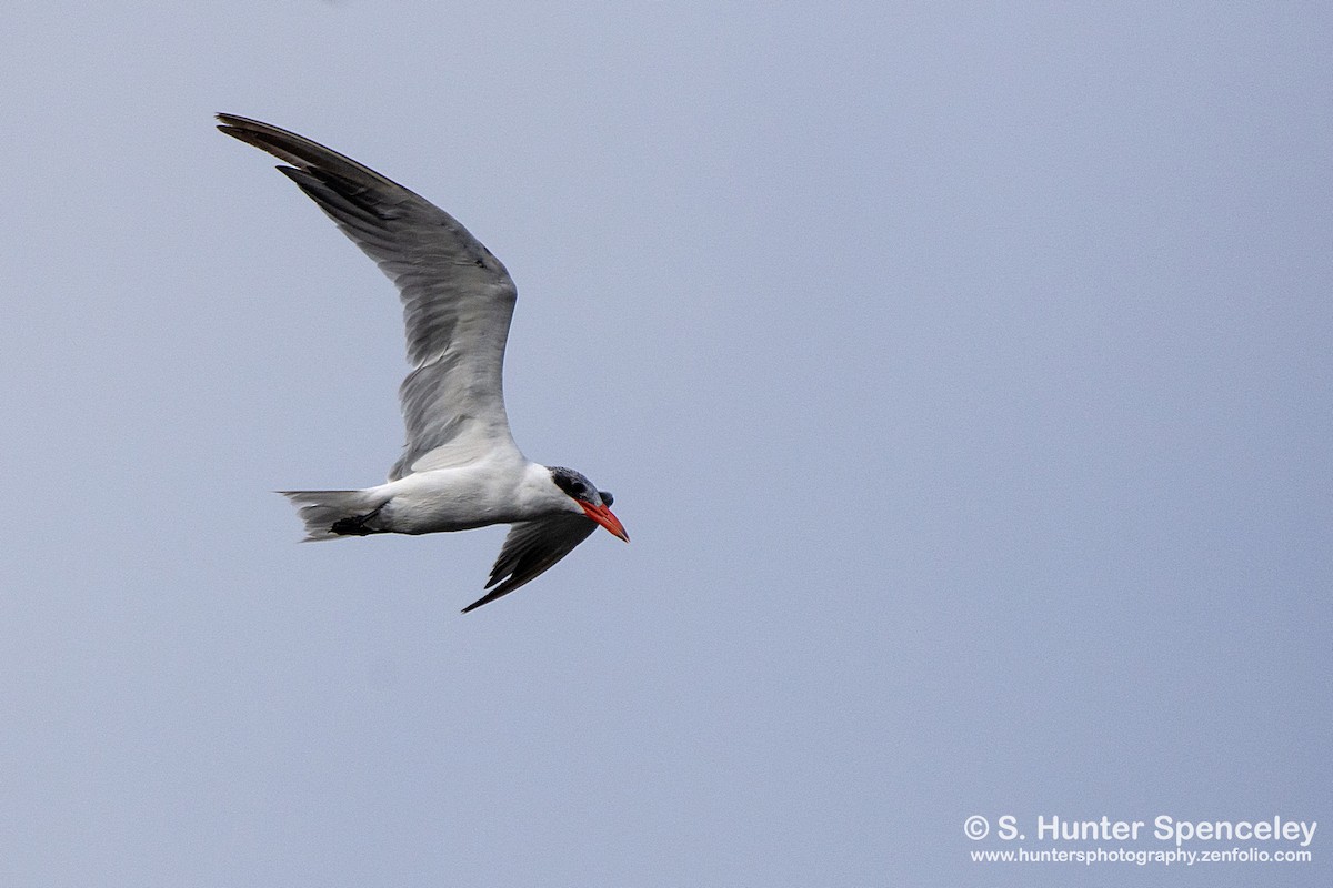 Caspian Tern - S. Hunter Spenceley