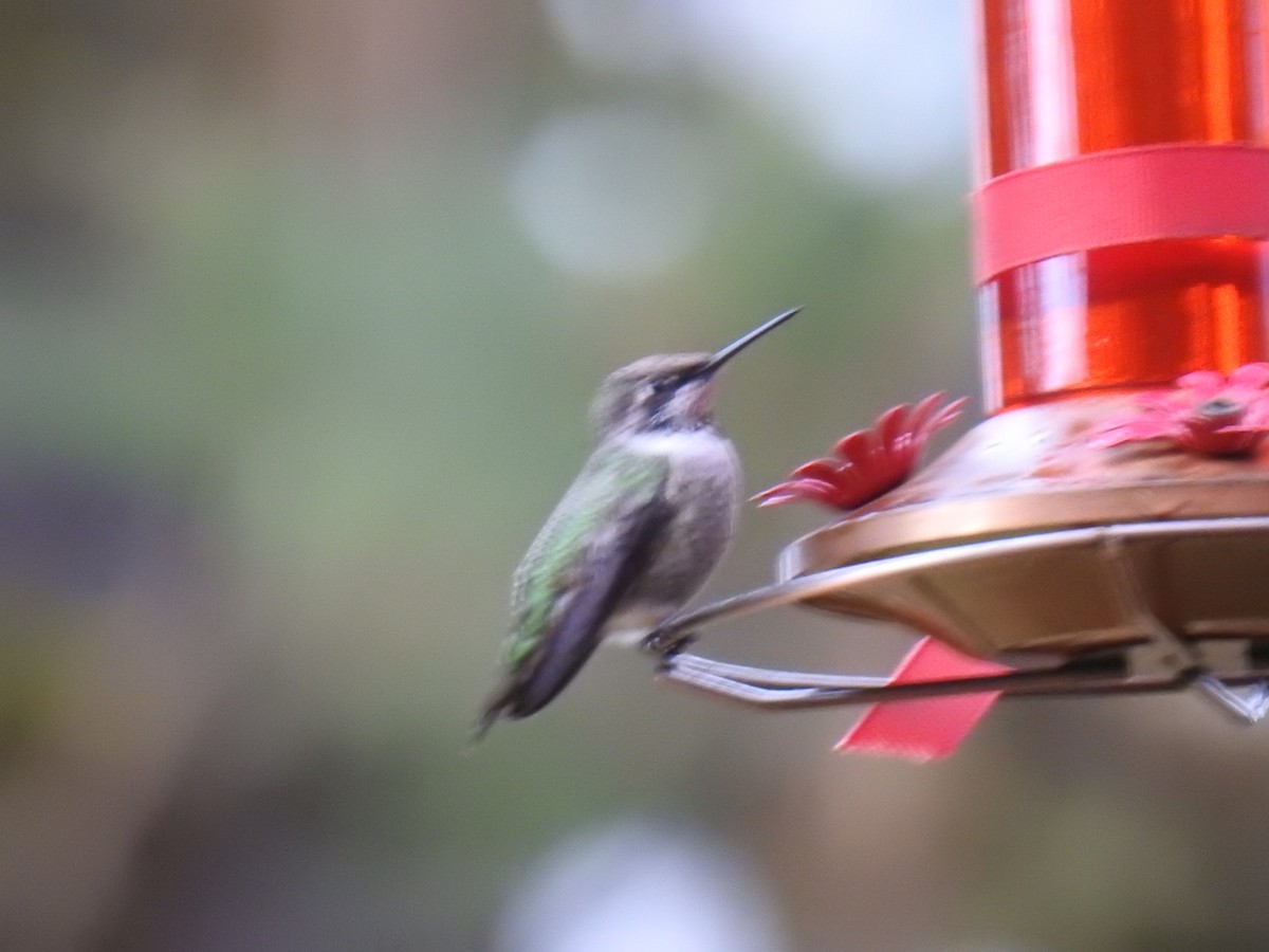 Anna's Hummingbird - David Burica