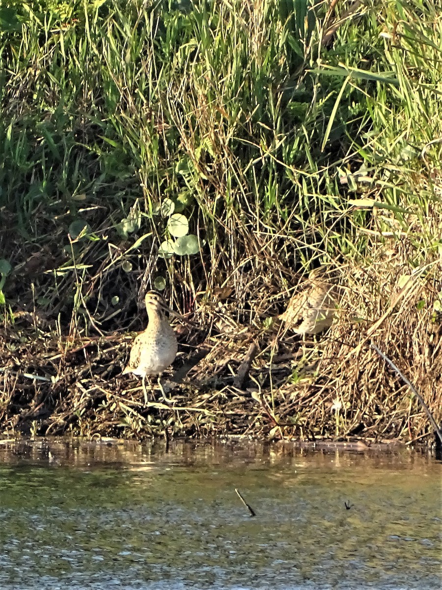 Latham's Snipe - ML185402211