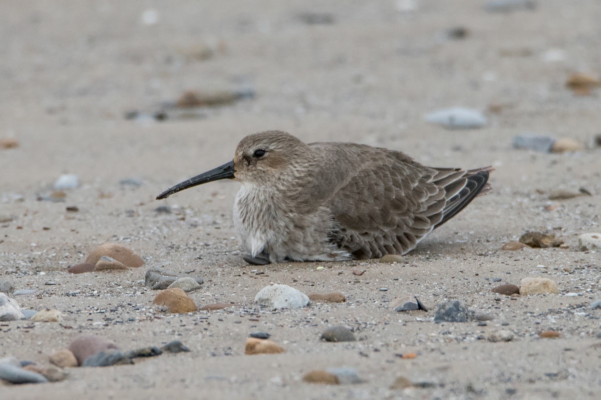 Dunlin - Sue Barth