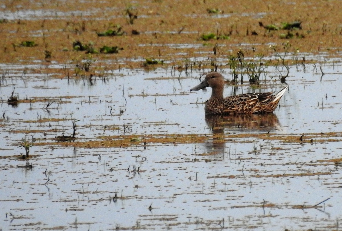 Red Shoveler - ML185407741