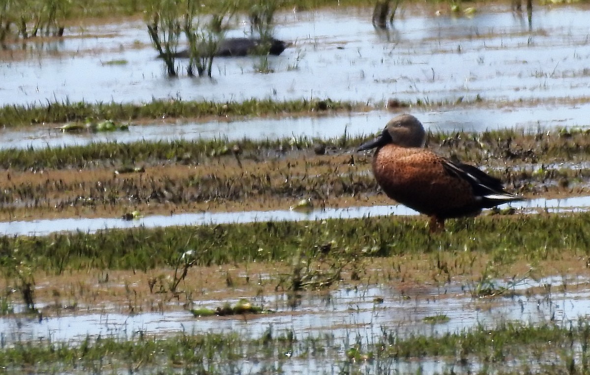 Red Shoveler - ML185407761